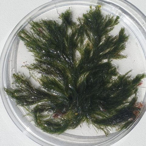 Cladophora sp.