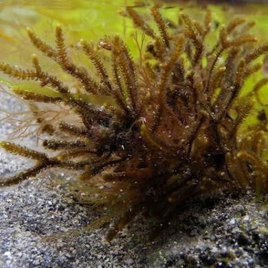 Cladostephus spongiosus