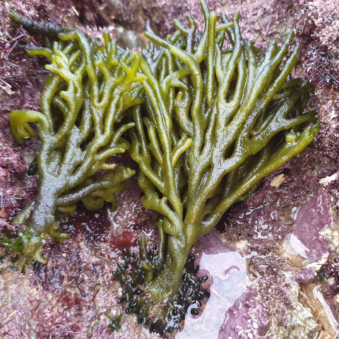 Codium tomentosum