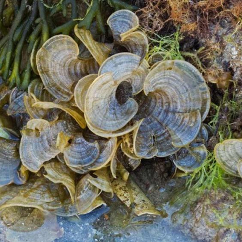 Padina pavonica