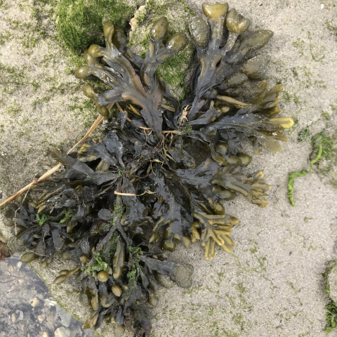 Fucus vesiculosus