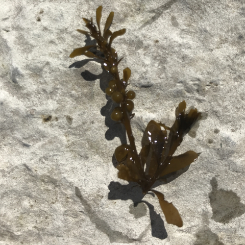 Sargassum muticum