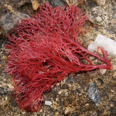 Sphaerococcus coronopifolius