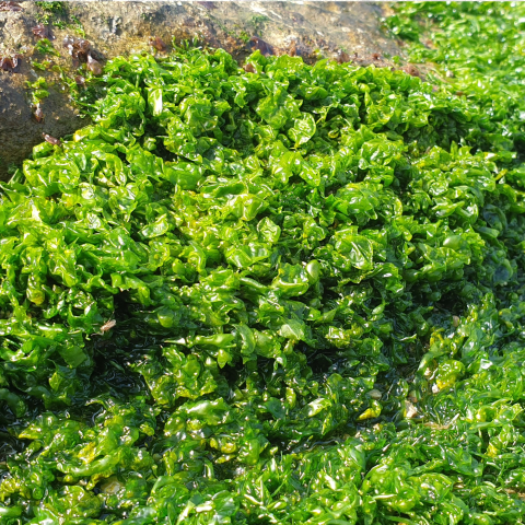 Ulva lactuca/rigida