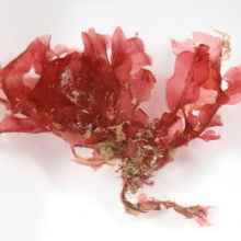 Apoglossum ruscifolium