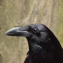 Corvus corax 2