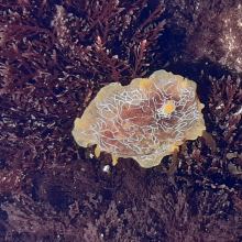 Doriopsilla areolata 2