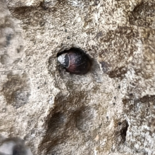 Melarhaphe neritoides 2