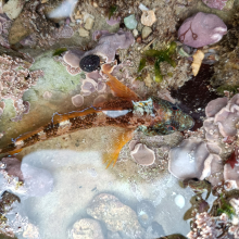 Microlipophrys nigriceps