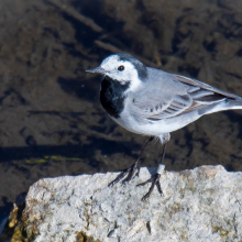 Motacilla alba 2