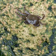 Pachygrapsus marmoratus 2