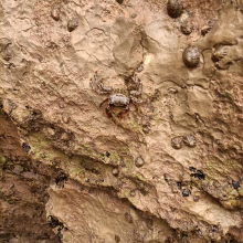 Pachygrapsus marmoratus
