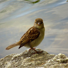 Passer domesticus 2