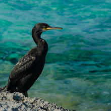 Phalacrocorax aristotelis 2