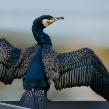 Phalacrocorax carbo 2