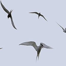 Sterna hirundo 2