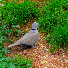 Streptopelia decaocto 2