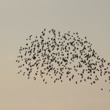 Sturnus vulgaris 2