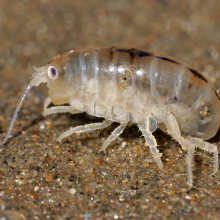 Talitrus saltator