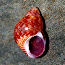 Tricolia pullus 2